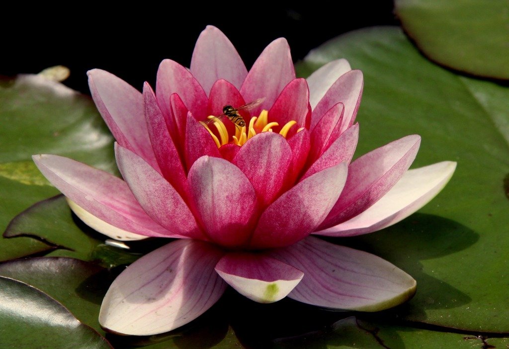 blossom-plant-flower-petal-bug-botany-1116576-pxhere.com
