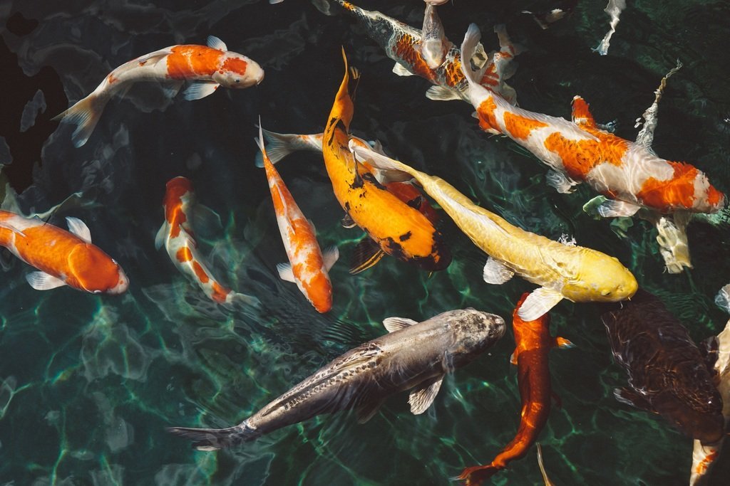 water-underwater-fish-swimming-animals-koi-1169787-pxhere.com